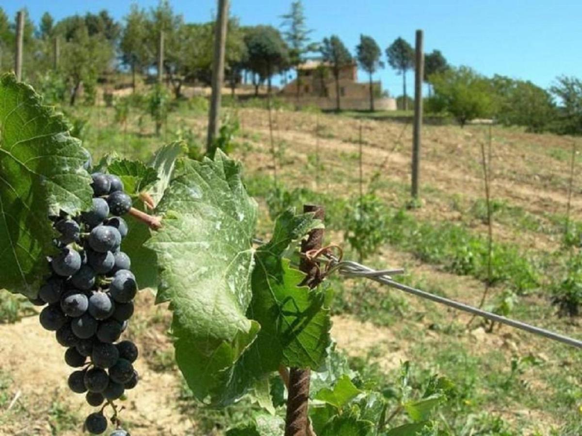 Agriturismo Colle Pu Pieve San Nicolo Kültér fotó